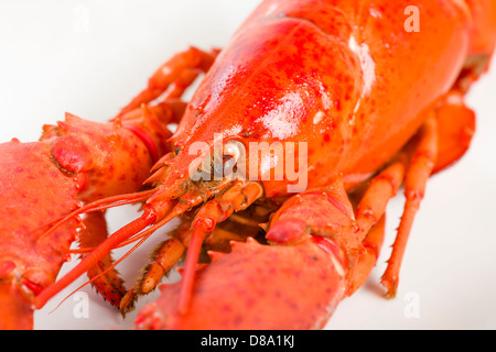 Le homard sur un fond blanc Banque D'Images