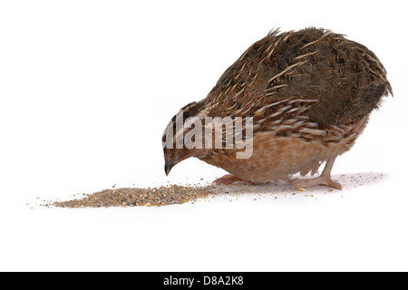 La caille Japonaise sur un fond blanc. Un oiseau qui pond les oeufs d'or. Banque D'Images