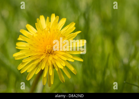 Taraxacum officinale. Le pissenlit sur une pelouse. Banque D'Images