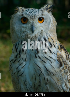 Siberian Eagle Owl (captive) Banque D'Images