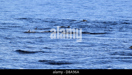 Dauphins Banque D'Images