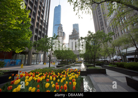 Tulipes vu en cour pioneer plaza près de Michigan Avenue de printemps printanières magnficent and cool mile scenic places in chicago Banque D'Images