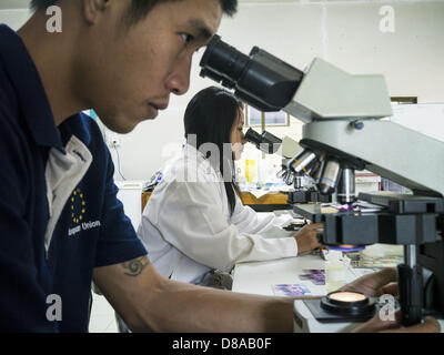 21 mai 2013 - Mae Ku, Tak, Thaïlande - techniciens de laboratoire birman des patients nombre de charges contre le paludisme à l'Mawker SMRU thaïlandais dans la clinique Mae Ku, la Thaïlande. Ils comptent le nombre de parasites dans le sang du patient. Les professionnels de la santé voient de plus en plus de preuve du paludisme résistant à l'artémisinine qui sortent de la jungle d'Asie du sud-est. L'artémisinine a été le premier choix pour la lutte contre le paludisme en Asie du sud-est de 20 ans. Depuis quelques années pourtant, les travailleurs de la santé au Cambodge et au Myanmar (Birmanie) voient des signes que le parasite du paludisme est devenu résistant à l'artémisinine. Les scientifiques qui Banque D'Images