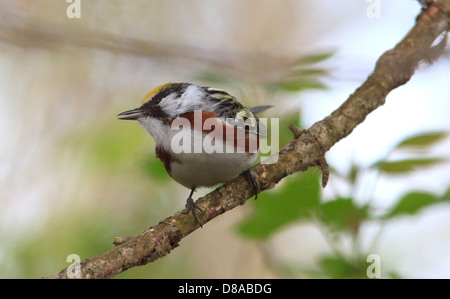 Paruline à flancs marron Dendroica pensylvanica) on tree branch, plumage nuptial. Banque D'Images
