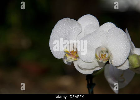 Les orchidées blanches sur un fond noir. Banque D'Images