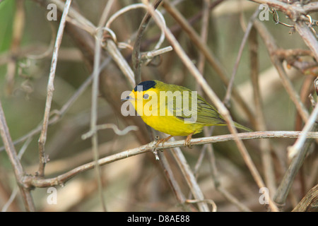 Wilson's Warbler (Wilsonia pusilla) au pinceau. Banque D'Images