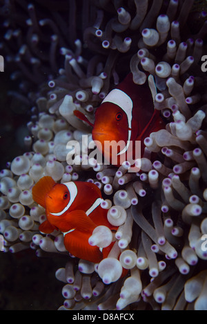 Une paire ou deux spinecheek marron ou poisson clown côte à côte dans leur anémone. Ambon en Indonésie Banque D'Images