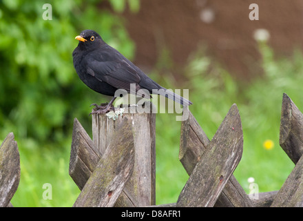 Homme oiseau noir (Turdus merula), adulte, sur fence / Amsel (Maennchen) sitzt auf Holzzaun Banque D'Images
