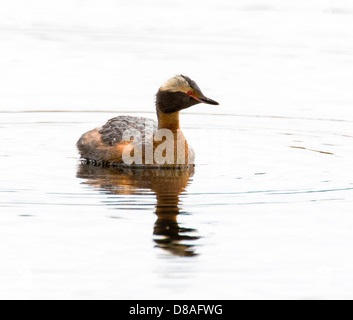 Grèbe esclavon Grèbe jougris Podiceps, Slavonie, azurites, sur un lac de la toundra dans la section ouest de Denali National Park, Alaska, USA Banque D'Images