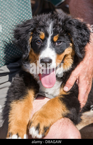 Trois mois vieux chiot. Une race de chien de ferme et d'élevage, d'origine suisse Banque D'Images