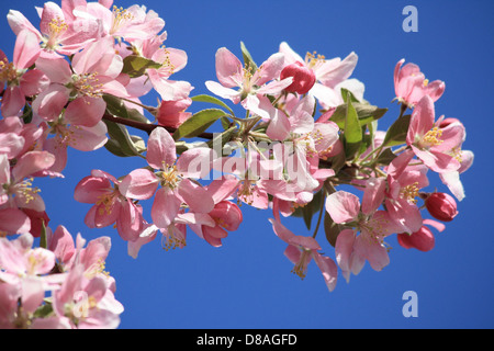 Délicates fleurs roses sur un crabier en pleine floraison, mettant en valeur les fleurs vibrantes de cet arbre printanier. Les pétales tendres contrastent avec les branches et la verdure qui l'entourent. Banque D'Images