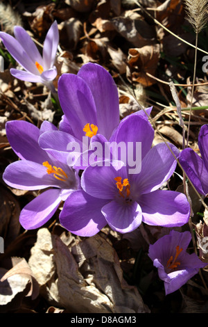 Les fleurs de crocus violettes sont parmi les premiers signes du printemps, connues pour leurs pétales violets vibrants et leurs étamines jaunes. Ces plantes vivaces fleurissent au début du printemps et sont souvent trouvées dans les jardins et les prairies naturelles. Banque D'Images
