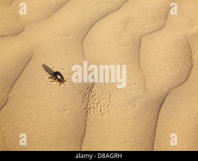 Beetle Scarabaeus sur dunes de sable du désert du Thar ot au Rajasthan, Inde Banque D'Images