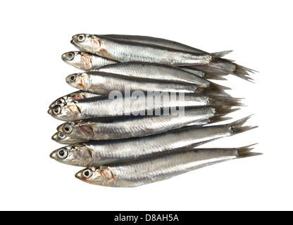 Matières premières fraîches sardines sur fond blanc Banque D'Images