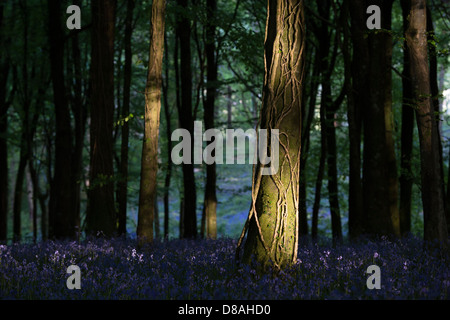 La lumière du soleil sur le tronc de l'arbre dans un bois bluebell. L'Angleterre Banque D'Images