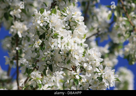 Des fleurs blanches sont vues sur un crabier, créant un contraste délicat et vibrant avec les feuilles vertes. L'arbre est en pleine floraison, mettant en valeur la beauté de ses fleurs printanières. Banque D'Images