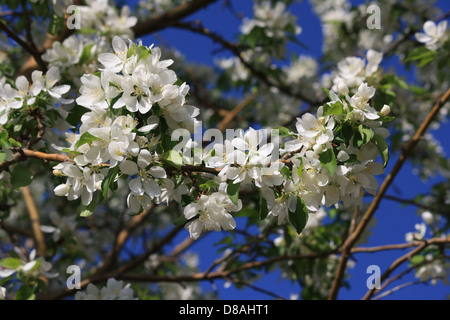 Un gros plan de fleurs blanches fleurissant sur un crabier, mettant en valeur les pétales délicats et les détails fins des fleurs. L'image souligne la beauté du printemps dans la nature. Banque D'Images