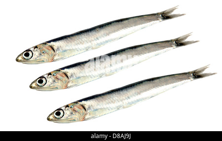 Matières premières fraîches sardines sur fond blanc Banque D'Images