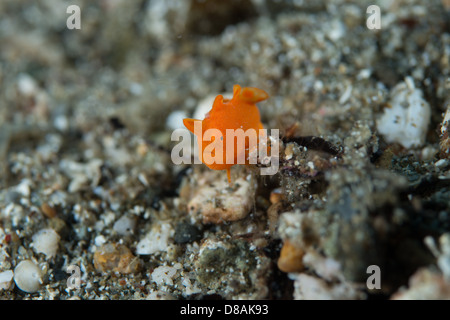 Le plus petit poisson grenouille peint orange minuscule (antennarius pictus) juste un peu plus gros qu'un grain de sable. Banque D'Images
