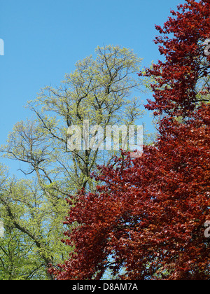 Le rouge et le vert les feuilles des arbres contre un ciel bleu Banque D'Images