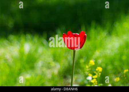 Tulipe rouge soleil contre un arrière-plan vert Banque D'Images