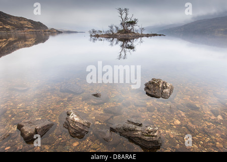 Mist & arbres rabougris sur Loch Assynt à Sutherland, Ecosse Banque D'Images