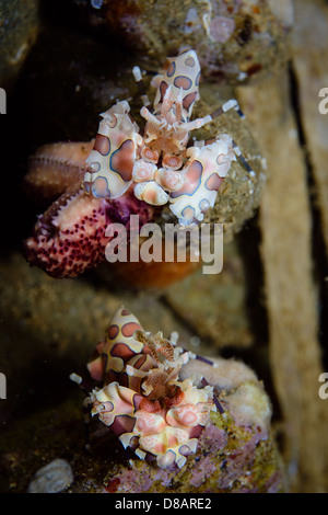 Une paire de crevettes Arlequin Hymenocera elegans ou picta se nourrissent d'une étoile de mer. Photo prise à Ambon en Indonésie Banque D'Images