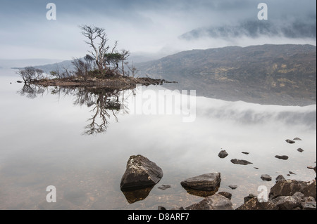 Mist & arbres rabougris sur Loch Assynt à Sutherland, Ecosse Banque D'Images