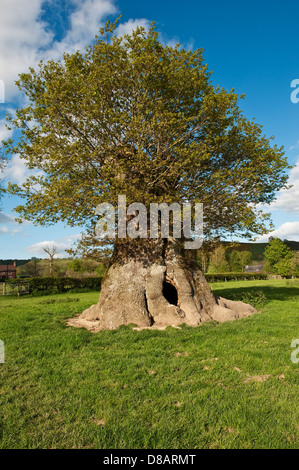 Un vieux chêne creux étêtés à Lingen, Herefordshire, UK Banque D'Images