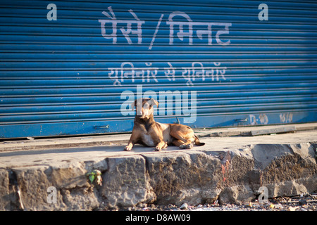 Chien errant à Mumbai Inde Banque D'Images