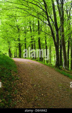 Bien que la voie des hêtres dans Barton Bois, Exmoor National Park, Devon, Angleterre. Banque D'Images