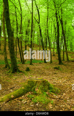 Les hêtres au printemps en bois Barton, Exmoor National Park, Devon, Angleterre. Banque D'Images