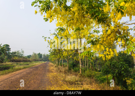 Douche d'or tomba sur la route des fleurs Banque D'Images