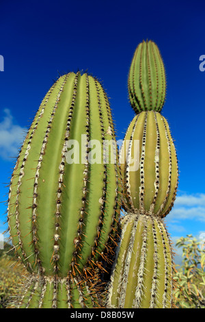 Cactus vert Îles Galápagos Banque D'Images