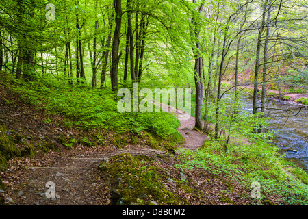 Chemin et marches à travers les arbres de Beech dans le bois de Barton sur la rive de la rivière East Lyn, Parc national d'Exmoor, Devon, Angleterre. Banque D'Images