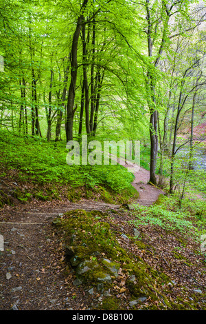 Chemin et marches à travers les arbres de Beech dans le bois de Barton sur la rive de la rivière East Lyn, Parc national d'Exmoor, Devon, Angleterre. Banque D'Images