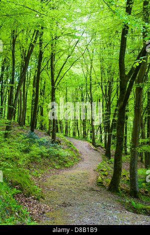 Bien que la voie des hêtres dans Barton Bois, Exmoor National Park, Devon, Angleterre. Banque D'Images