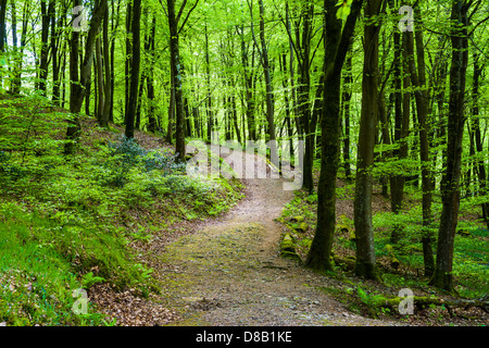 Bien que la voie des hêtres dans Barton Bois, Exmoor National Park, Devon, Angleterre. Banque D'Images