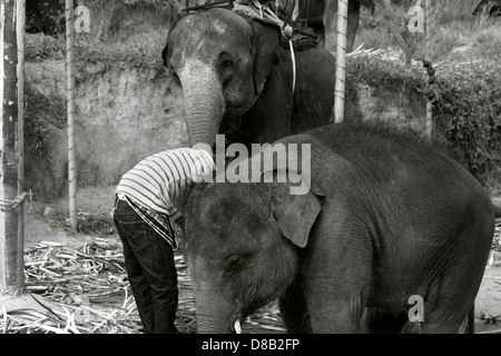 CHALONG, Phuket, Thailande 15 FÉVRIER 2013 : Les éléphants dans un éventaire routier elephant show à l'extérieur de Big Buddha Park Banque D'Images