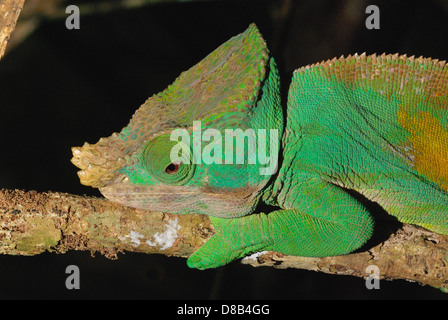 Male Parson's Chameleon (Calumma parsonii) dans l'Est de Madagascar Banque D'Images