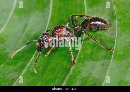 Balle énorme (Paraponera clavata) Ant au Costa Rica Rainforest Banque D'Images