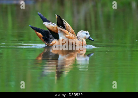 Rostgans im Naturschutzgebiet Kocks Loch. Tadorne en réserve naturelle Kocks Loch, Mülheim an der Ruhr Banque D'Images