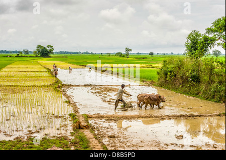 Agriculteur laboure son champ de riz de l'eau connecté à l'aide de charrue en bois traditionnels et des bœufs tandis que d'autres plants végétaux, de l'Inde. Banque D'Images