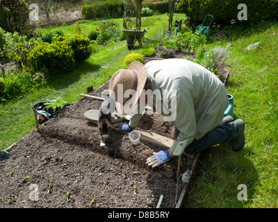 Un vieil homme jardinant semis de graines travail travaillant dans son potager de parcelle de légumes en mai au printemps soleil à Carmarthenshire pays de Galles Royaume-Uni KATHY DEWITT Banque D'Images