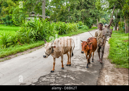Farmer revient à la maison après avoir travaillé les champs traditionnels de transport et de guider sa charrue en bois deux vaches, Jorhat, Assam en Inde. Banque D'Images
