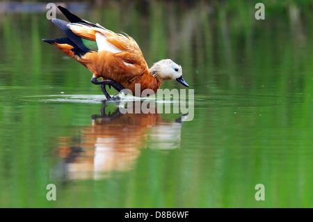 Rostgans im Naturschutzgebiet Kocks Loch. Tadorne en réserve naturelle Kocks Loch, Mülheim an der Ruhr Banque D'Images