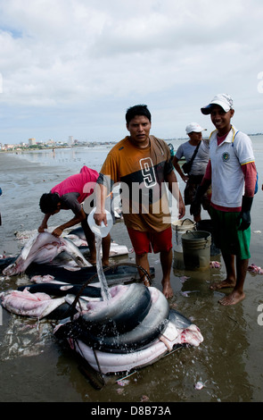 Nettoyer et traiter les pêcheurs requins dans la plage de Manta Banque D'Images