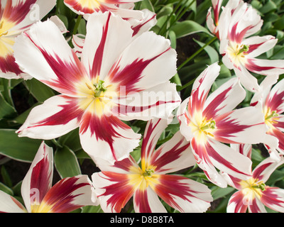 Show rouge et blanc tulip dans closeup Banque D'Images