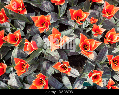 Tulipes orange vue d'en haut dans le salon du printemps néerlandais de jardins Keukenhof à Lisse Banque D'Images