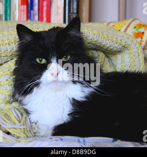 Une image en gros plan d'un chat smoking noir et blanc, soulignant son motif de fourrure distinct. La poitrine et les pattes blanches caractéristiques du chat créent un contraste saisissant avec son manteau noir, soulignant sa nature ludique et curieuse. Banque D'Images